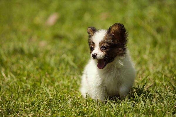 Piccolo cucciolo che corre sull erba