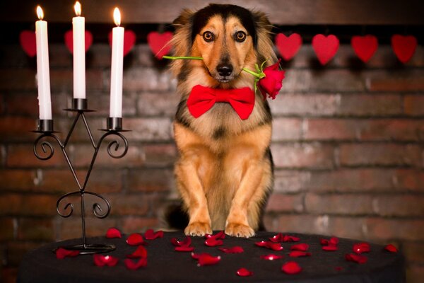 Romanticismo e cane con una rosa tra i denti