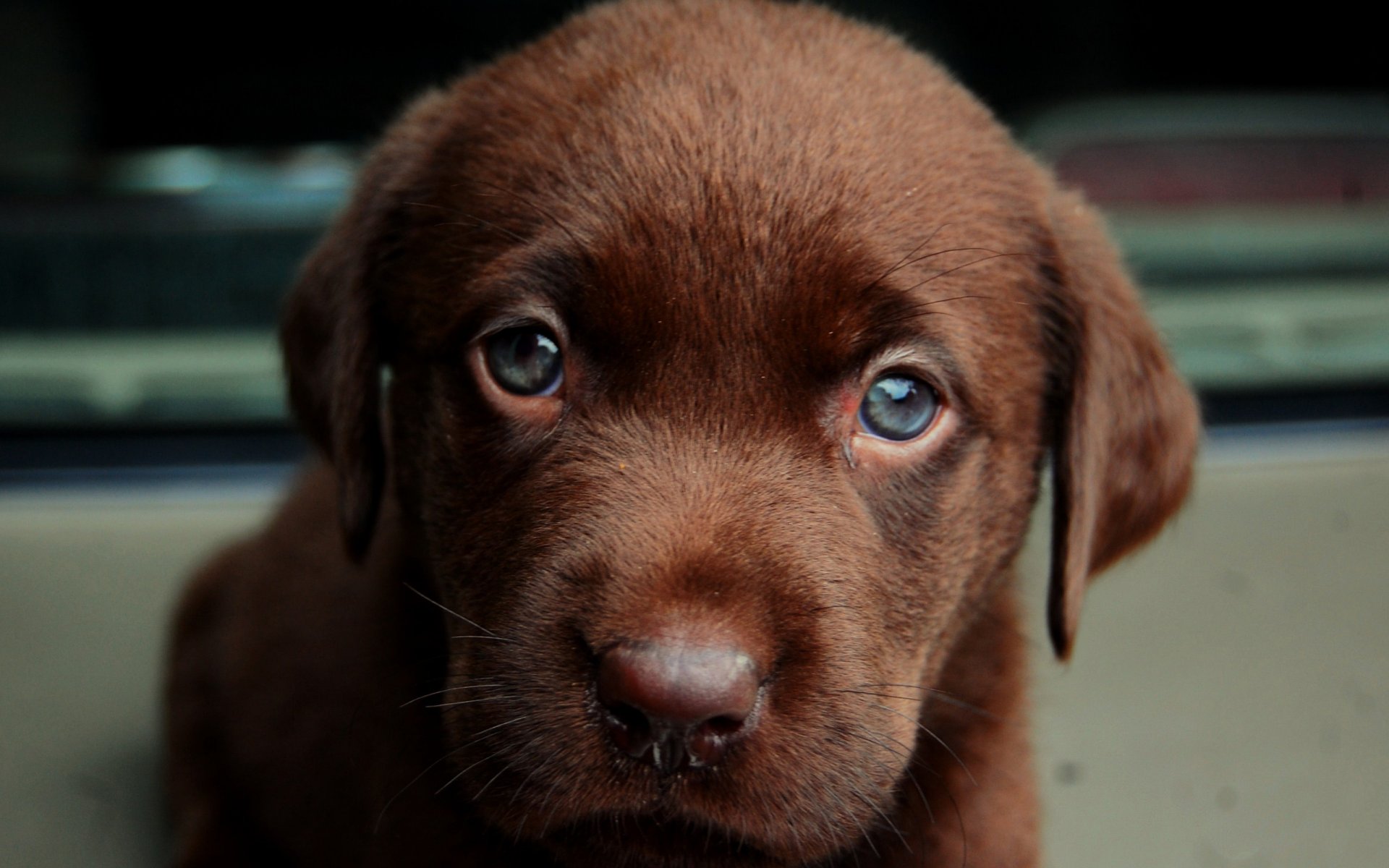 cane cane cucciolo