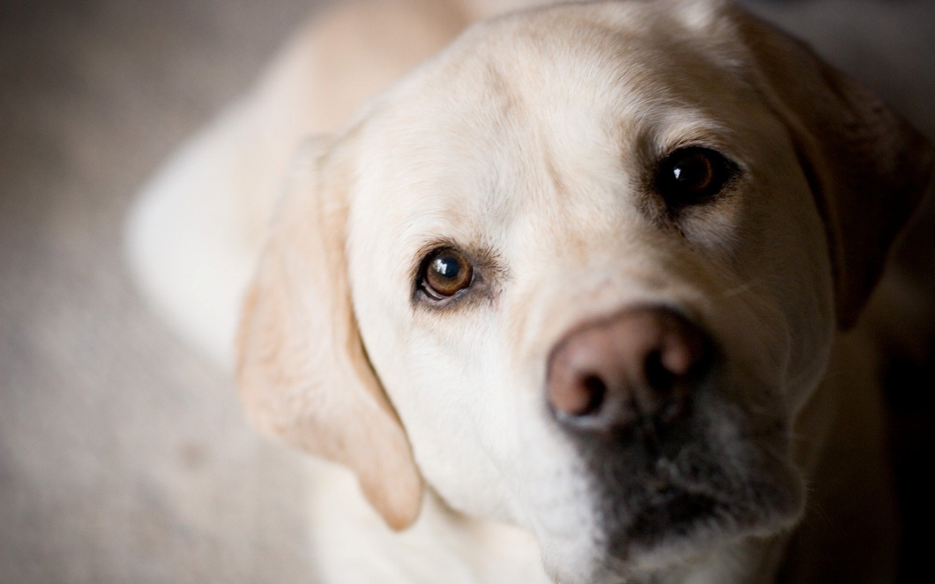 cane golden labrador retriever muso occhi naso