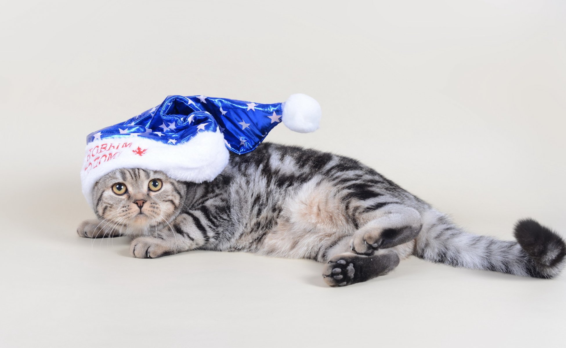 gatto vista vacanza