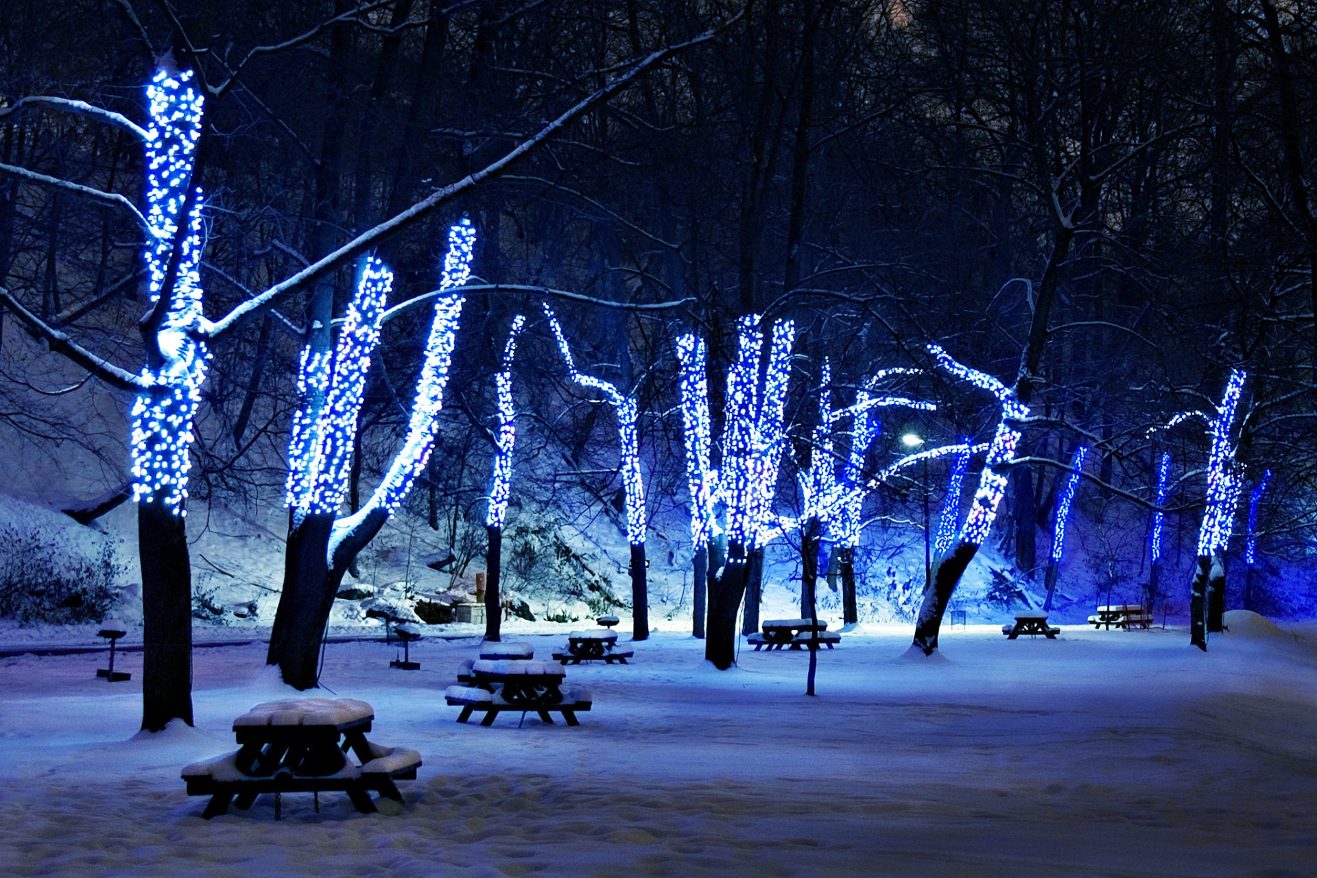 neve alberi illuminazione