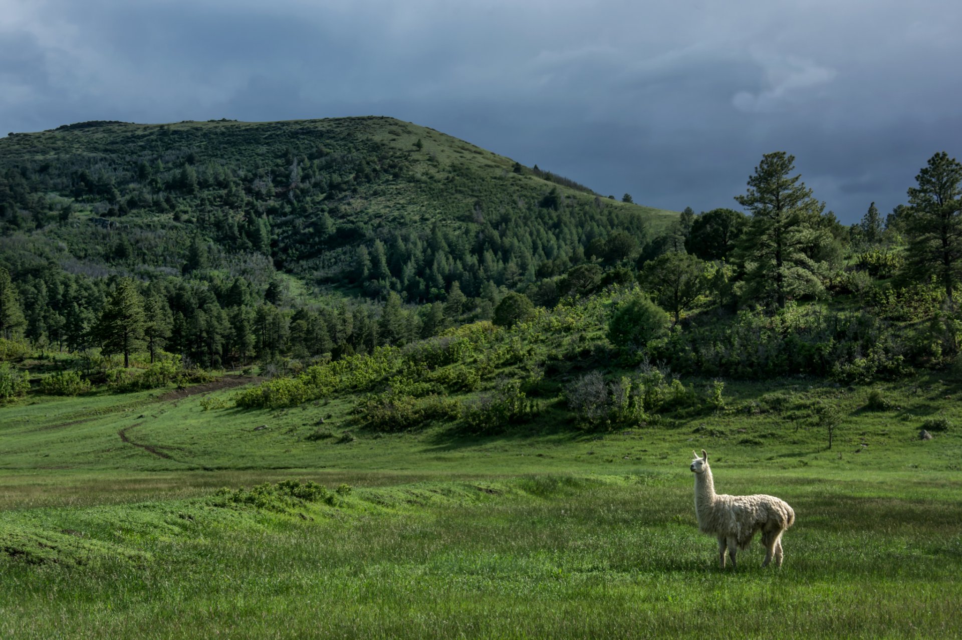 nuovo messico stati uniti colline alberi lama prato