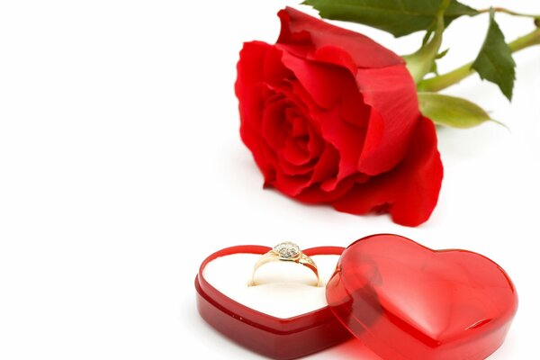 Proposta di matrimonio rosa con anello