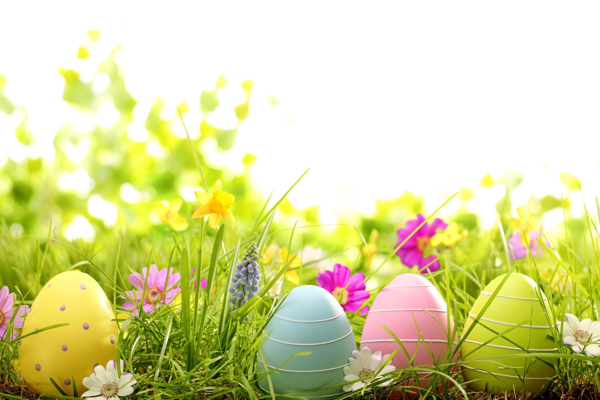 pasqua primavera fiori uova erba margherita margherite primavera tinti
