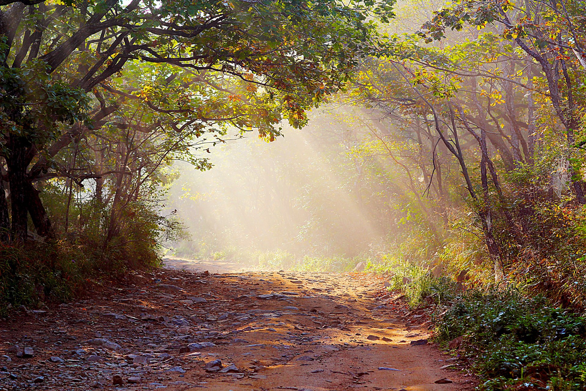 foresta raggi di luce strada nebbia natura foto