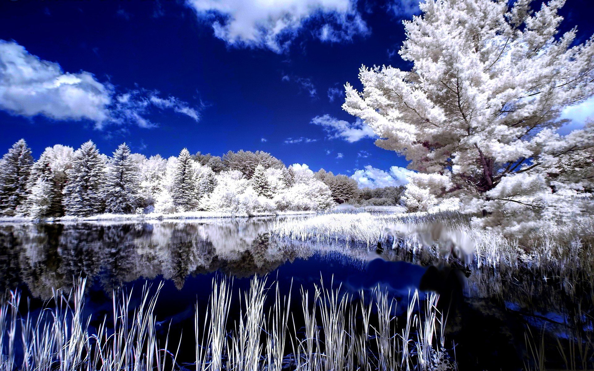 inverno alberi riflessione