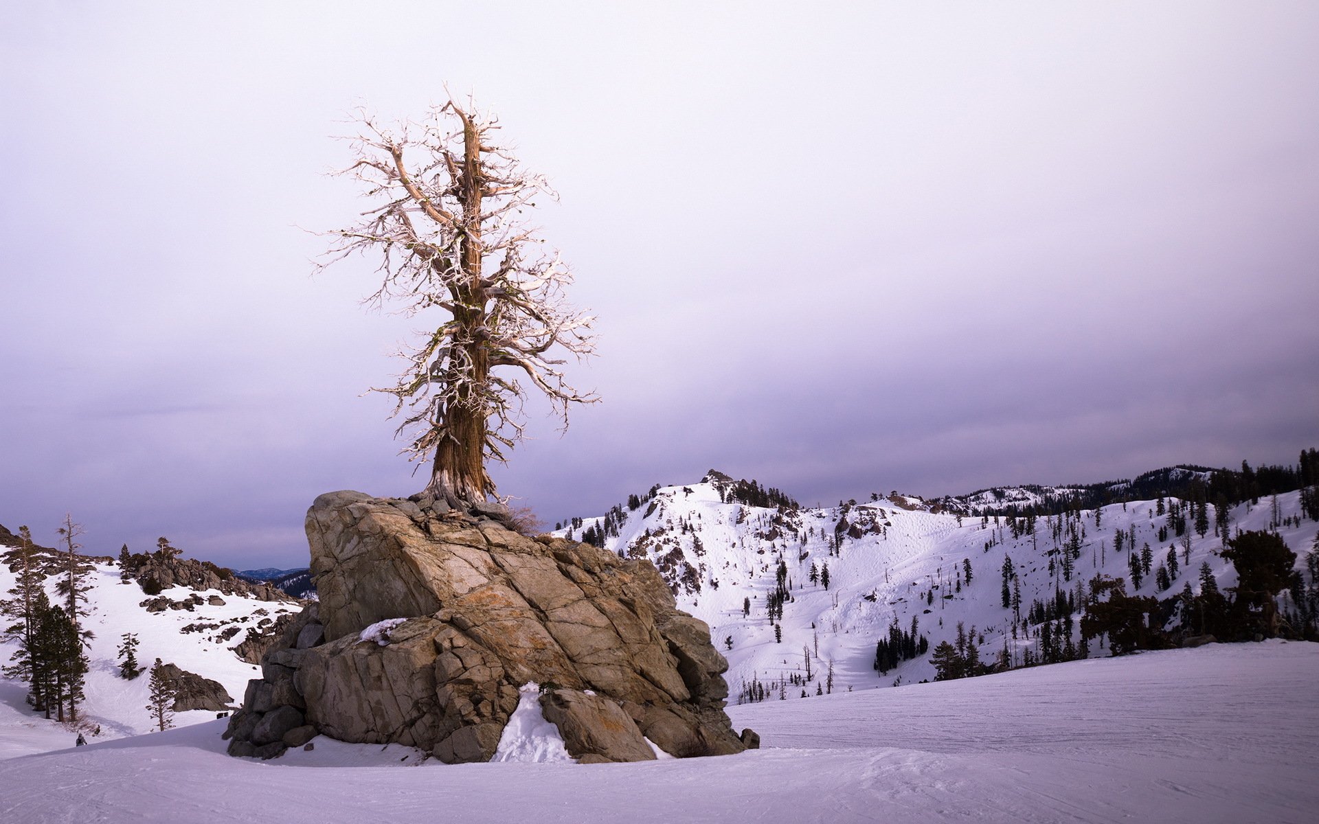 inverno albero paesaggio