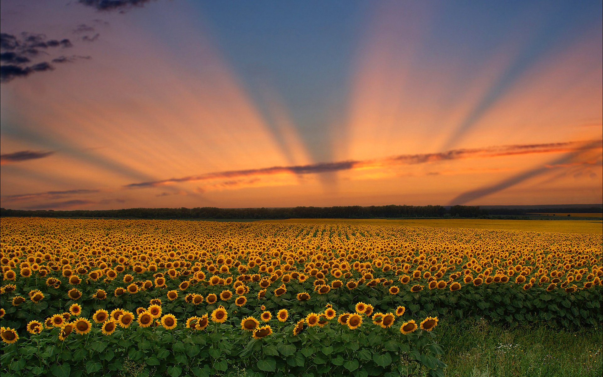 cielo nuvole tramonto campo fiori girasole