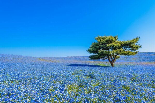 Campo giapponese di fiori blu
