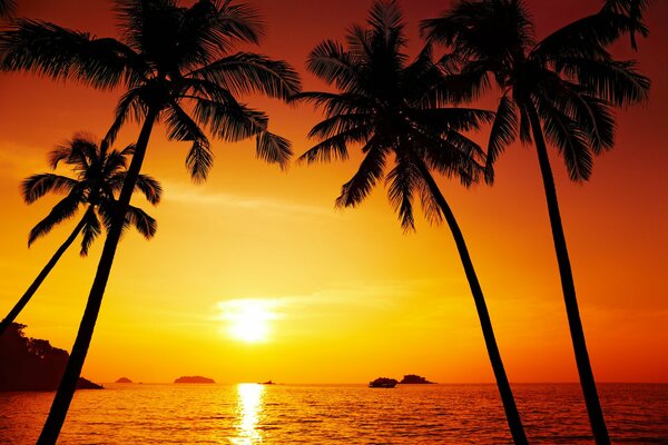 Palme e mare al tramonto Thailandia
