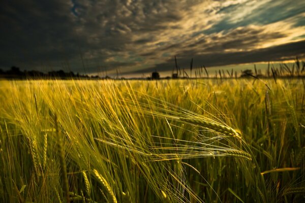 Campo di paesaggio con spighe di grano