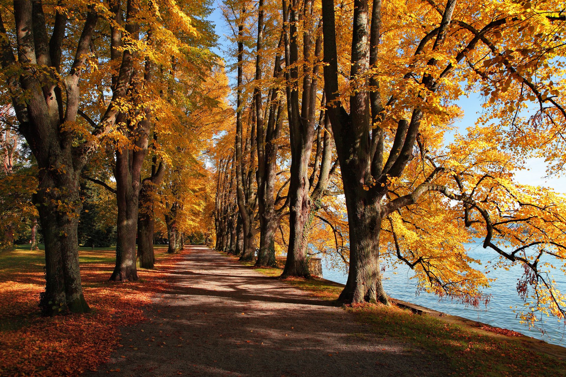 lago autunno foglie parco