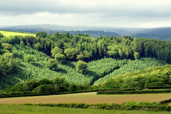 Foto Paesaggio Natura Foresta colline