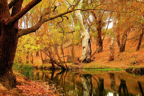 Natura autunnale. Gli alberi si riflettono nel fiume