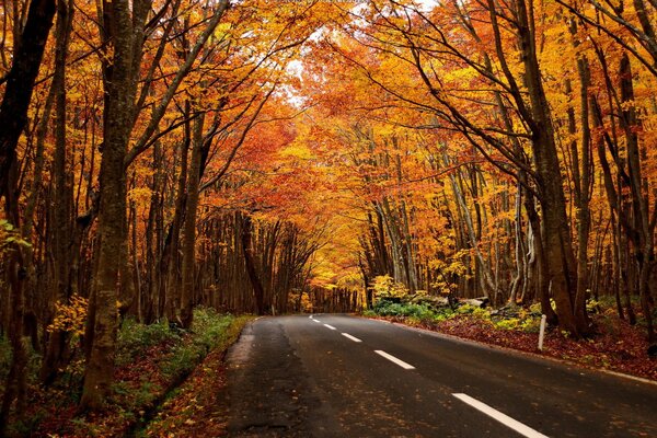 Paesaggio autunnale sulla strada per la foresta