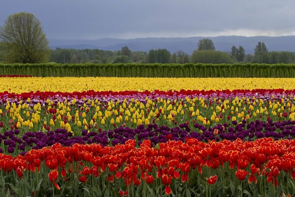 Campo di tulipani fiori estivi