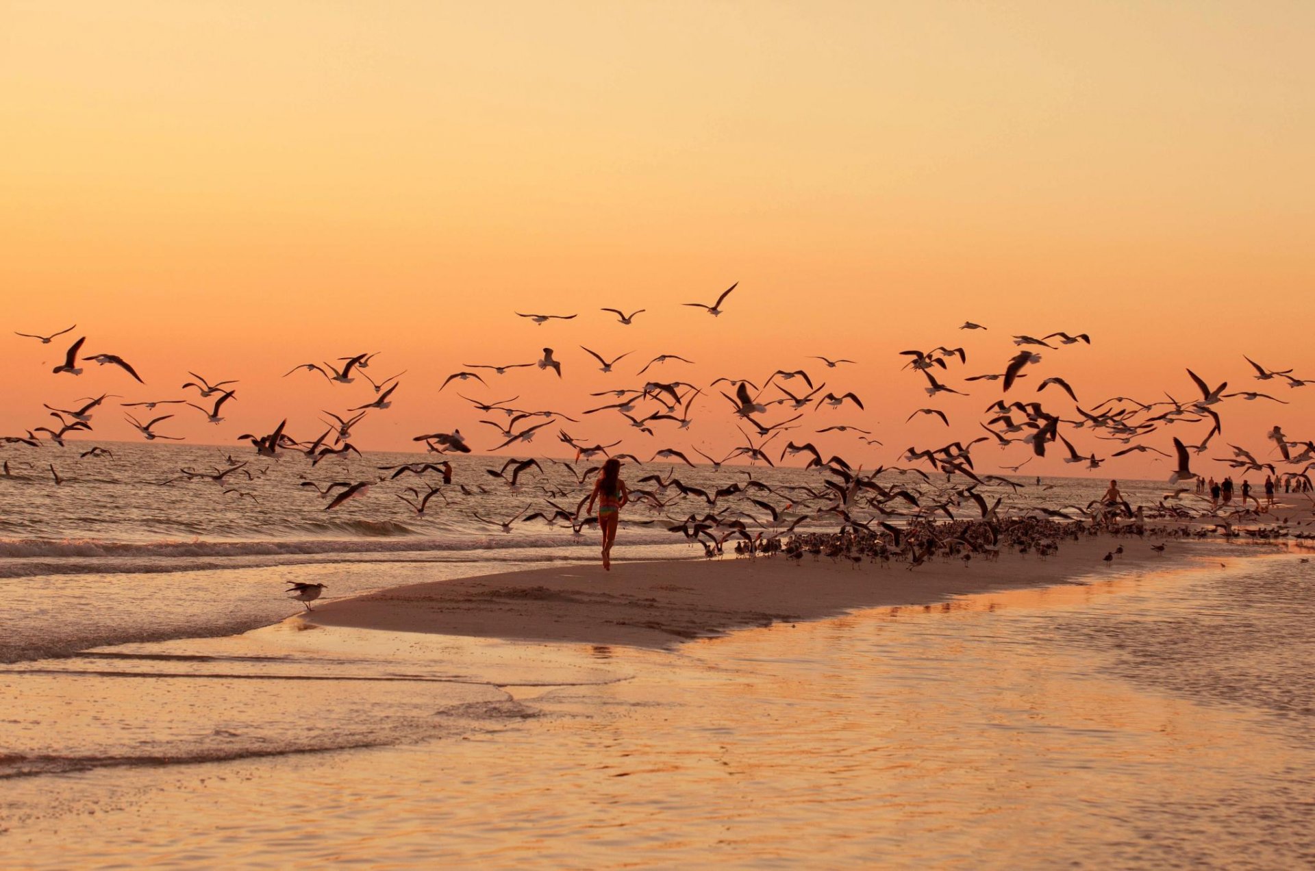 mare spiaggia uccelli gabbiani tramonto passeggiata