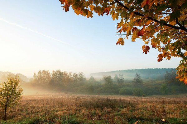 Nebbia mattutina sul campo d autunno
