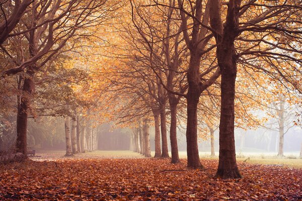Foresta autunnale, foglie cadute