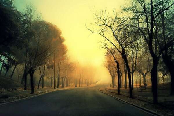 Alesia alberi sulla strada per la nebbia