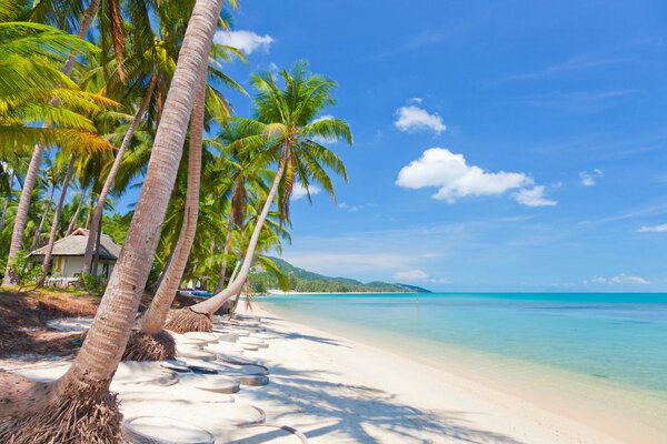 Tropici. Sabbia calda e mare infinito