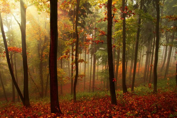 Foresta autunnale in rari raggi che passano attraverso il boschetto del sole