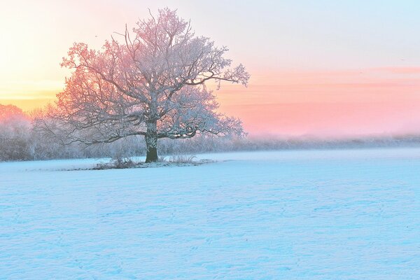 Alberi coperti di brina in inverno