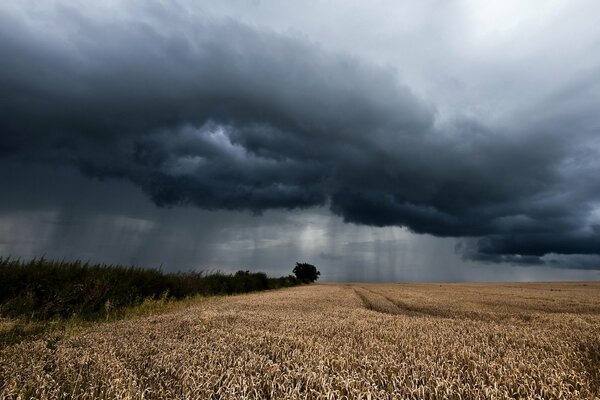 Nuvole grigie sopra il campo con le orecchie