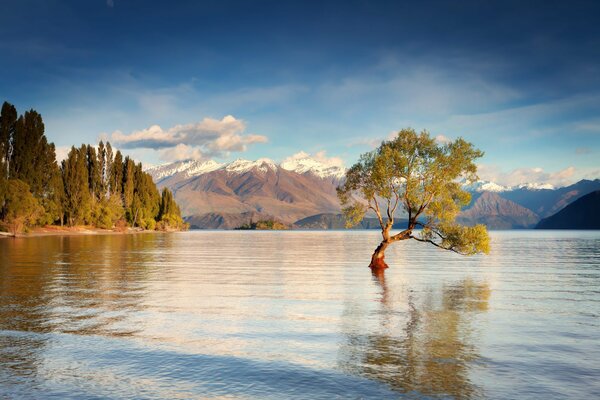 Superficie dell acqua mattutina e albero nel mezzo del Lago Unaka in Nuova Zelanda