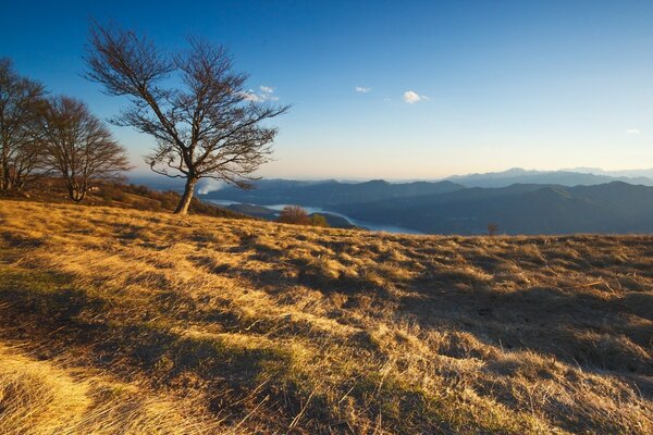 Paesaggio di montagna con alberi sull erba