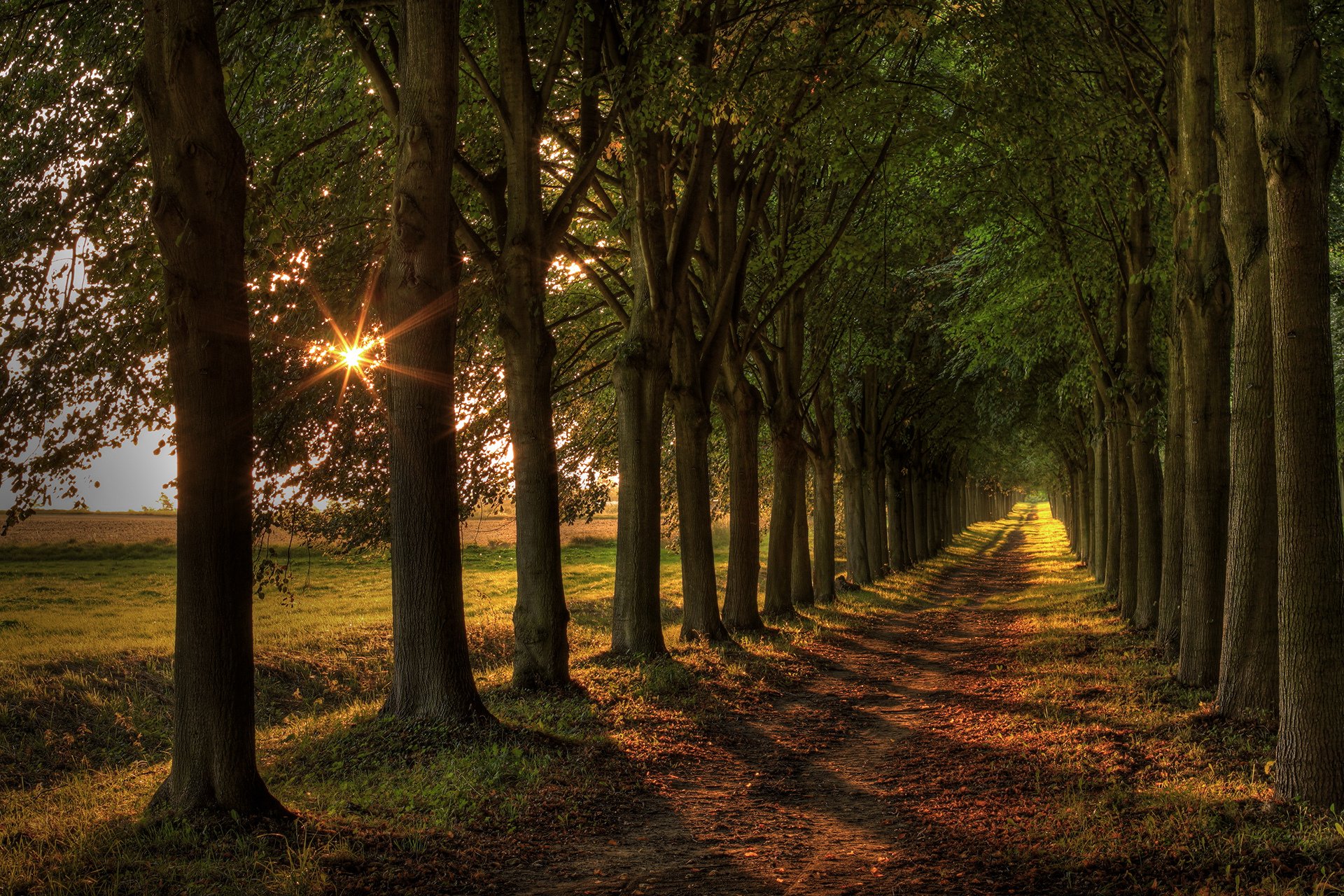 strada alberi luce paesaggio
