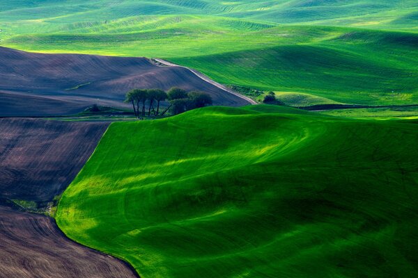 Erba sul campo come un tappeto in primavera