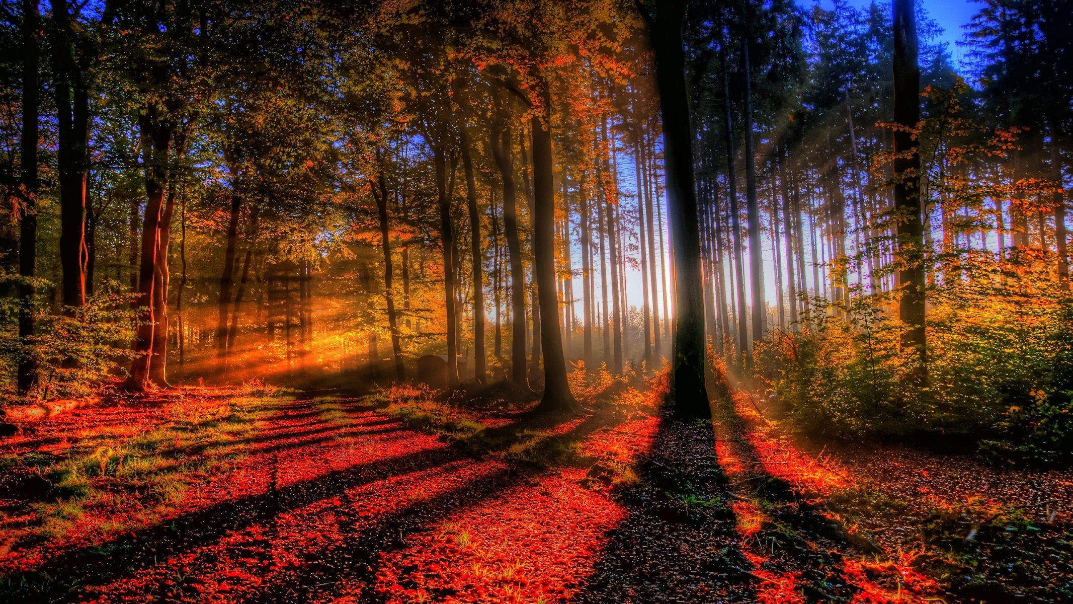 foresta luce autunno tramonto alberi