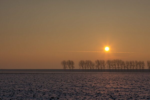 Alberi lontani in un campo al tramonto