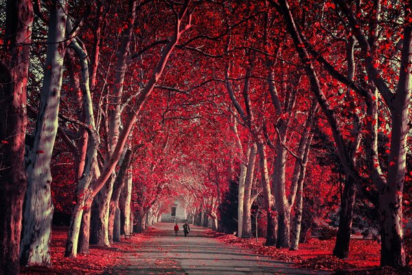 Autunno cremisi nel parco