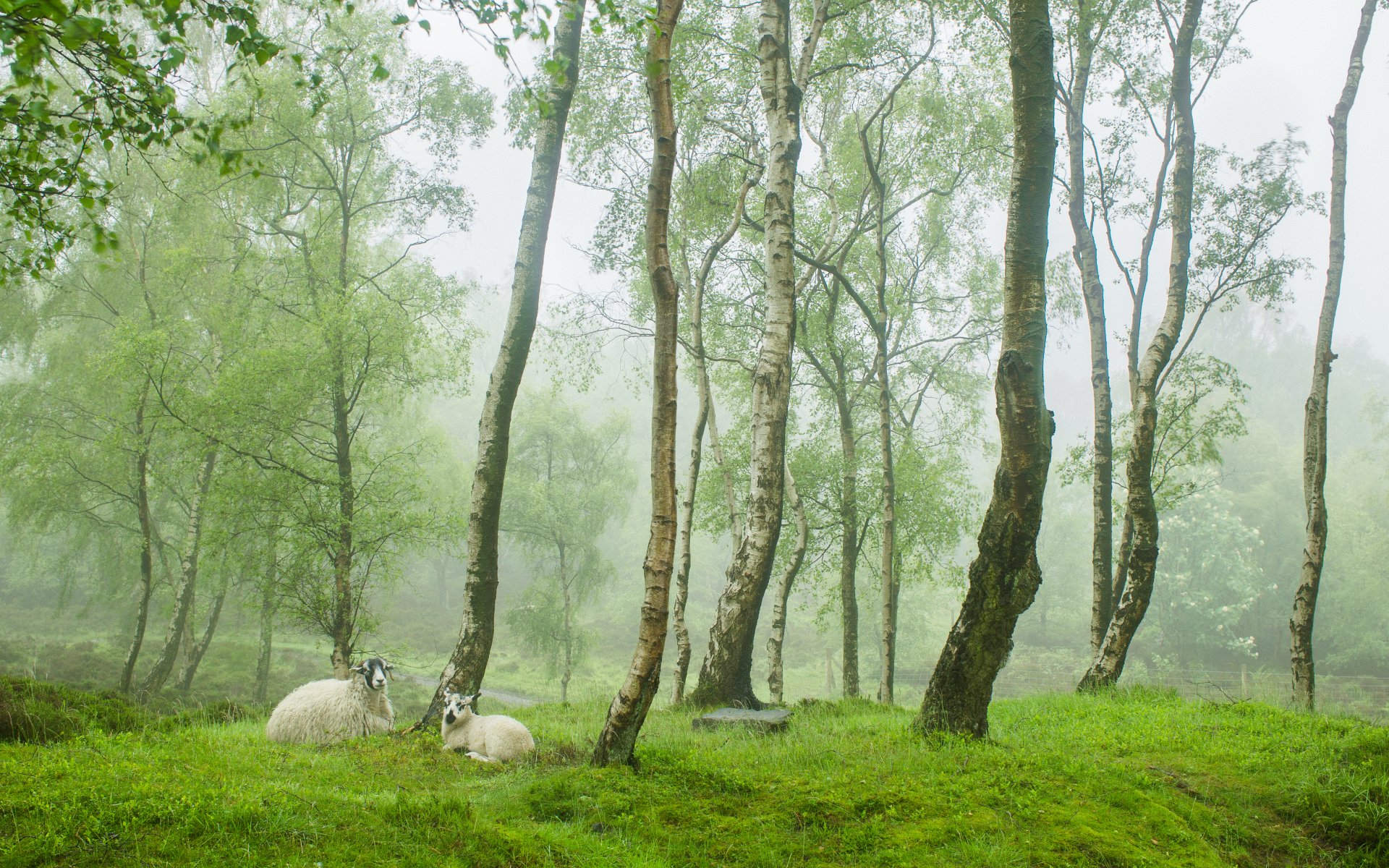 stanton moor peak district regno unito primavera inghilterra villaggio verde alberi pecore pecore nebbia