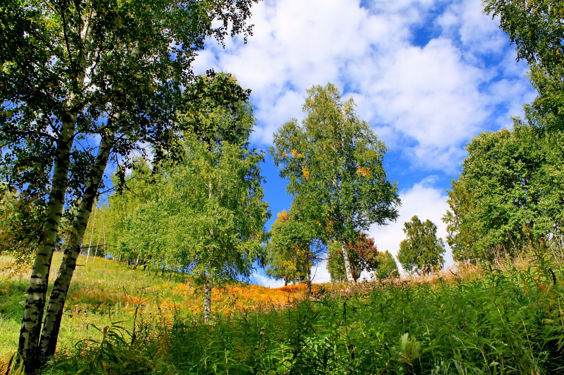 estate khakassia alberi erba betulle natura foto