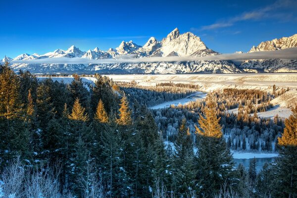 Cime innevate delle montagne. Boschetto di pino
