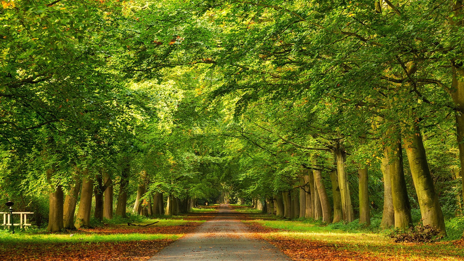 strada alberi autunno