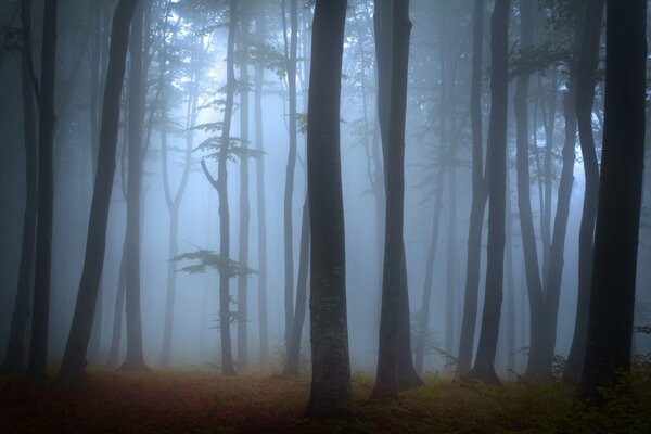 Fitta foresta nebbiosa