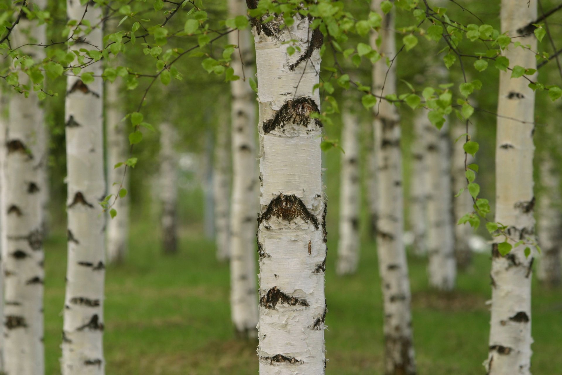 boschetto foresta