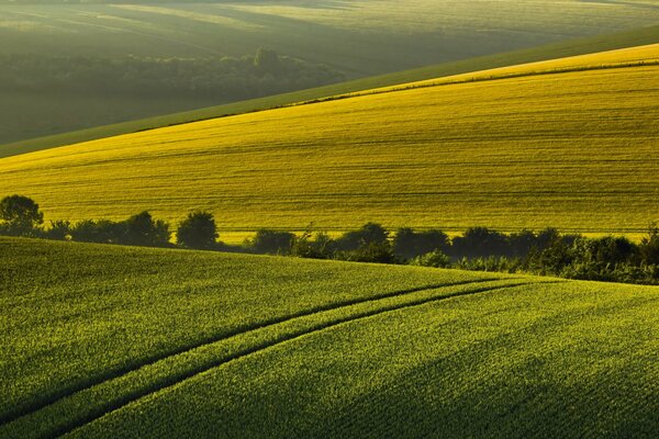 Mattina d estate sullo sfondo di un paesaggio di campo