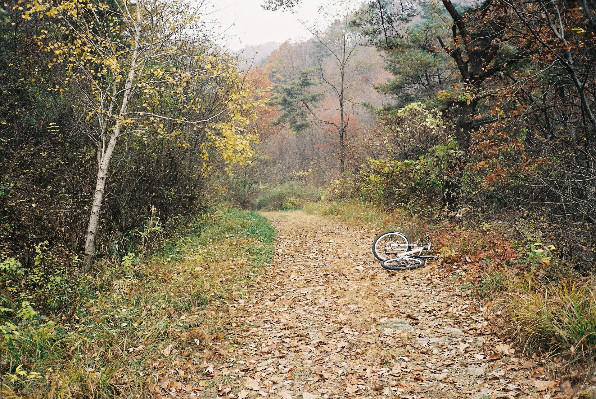 autunno foresta alberi nebbia pista bicicletta