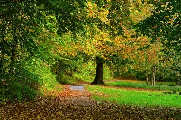 Alberi e fogliame in autunno