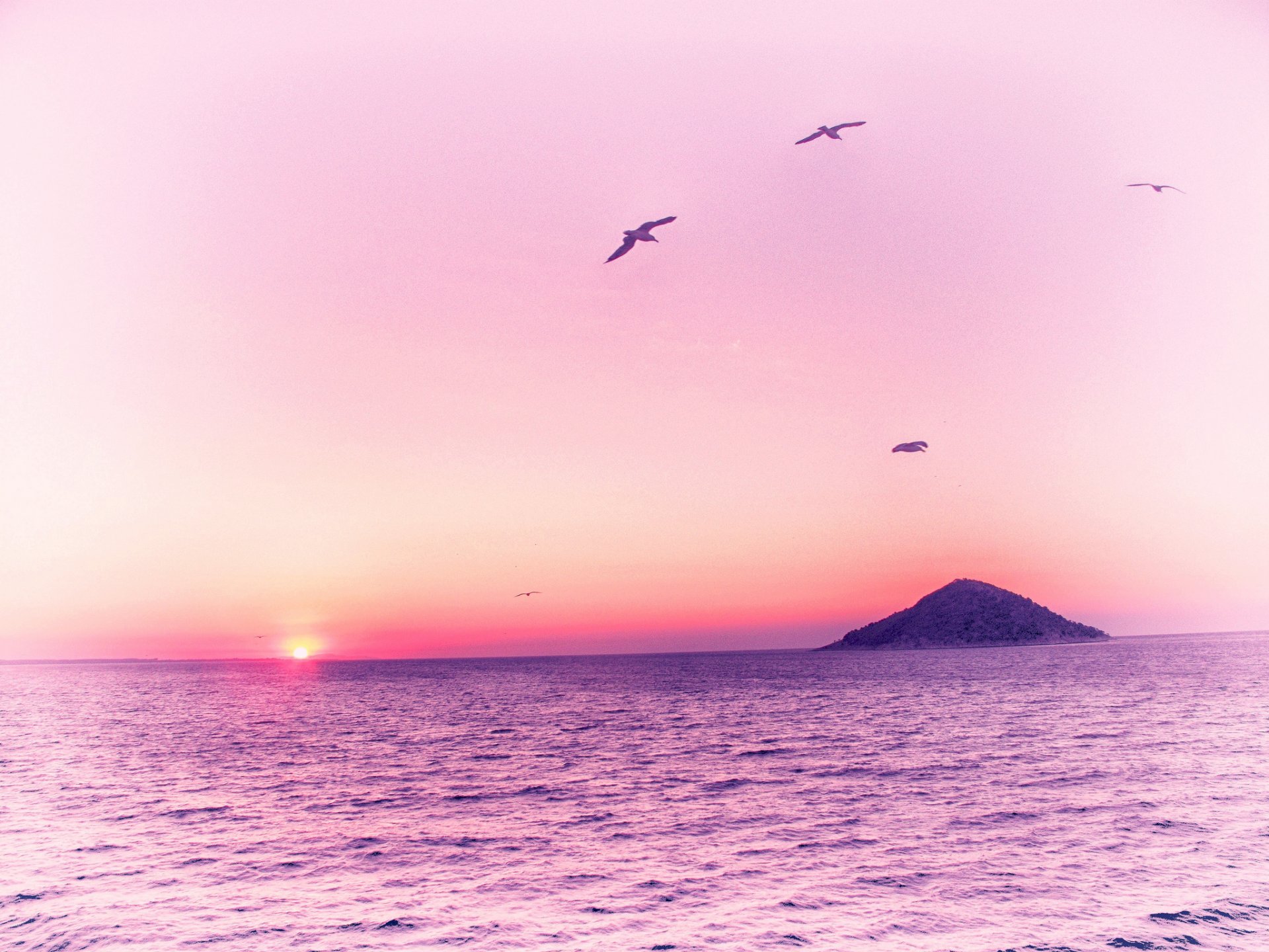 mare isola uccelli alba rosa