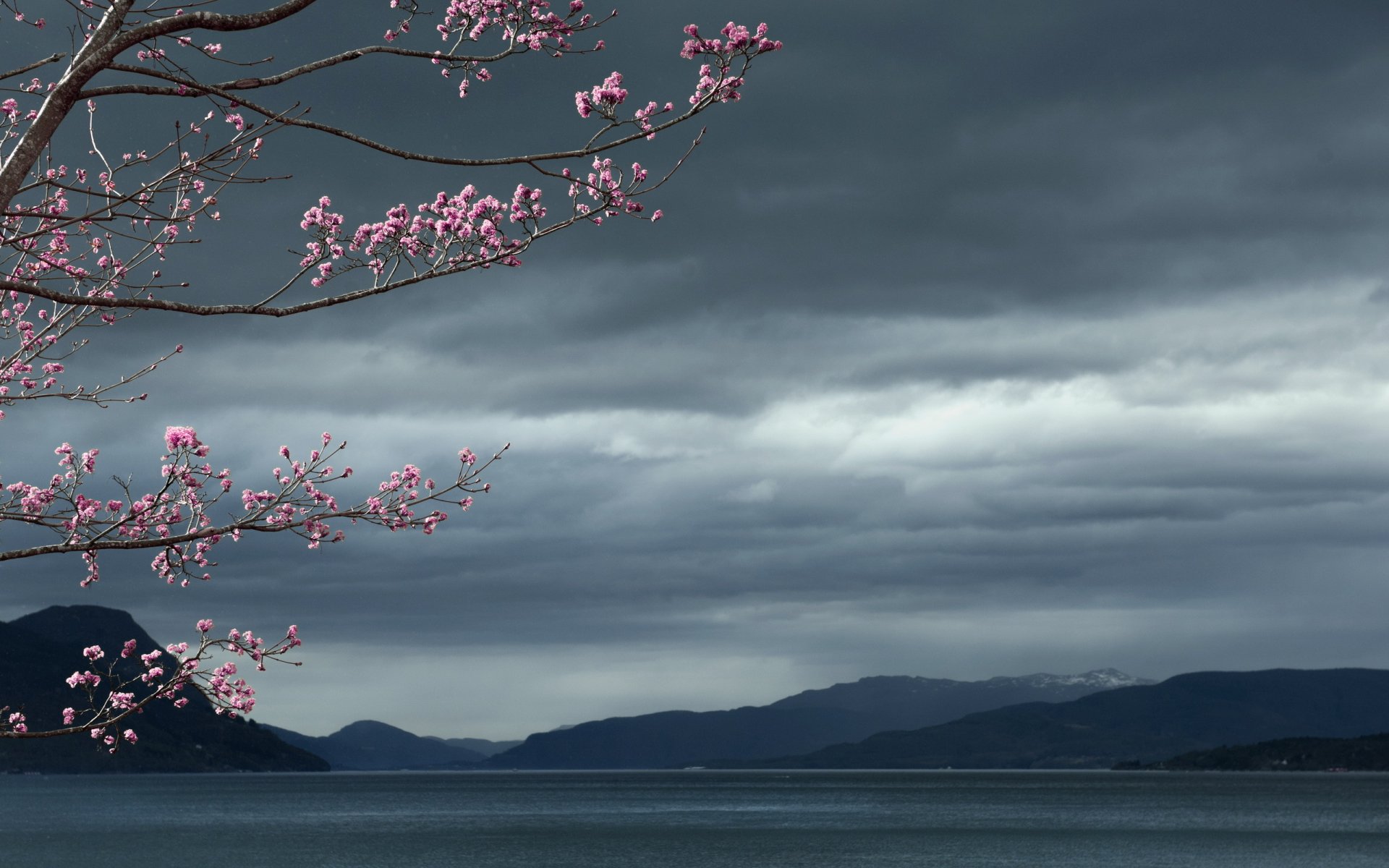 mare cielo albero paesaggio
