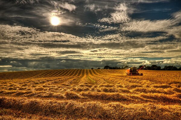 Un vasto campo d oro che va nel cielo