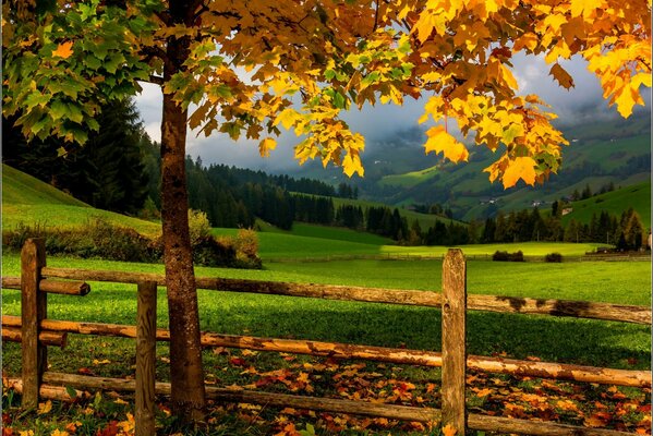Albero con foglie ingiallite vicino alla recinzione