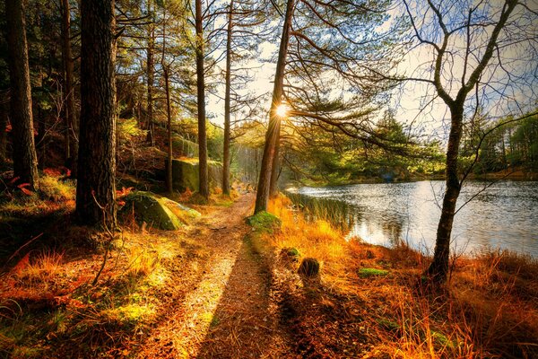 Paesaggio autunnale con bella foresta e fiume